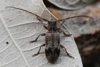 Exocentrus adspersus