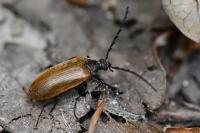 Pseudocistela ceramboides