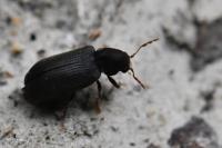Hemicoelus fulvicornis