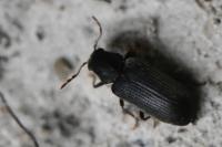 Hemicoelus fulvicornis