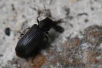 Hemicoelus fulvicornis