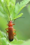 Rhagonycha fulva