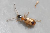 Demetrias monostigma