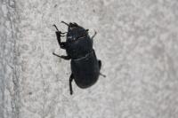 Dorcus parallelipipedus