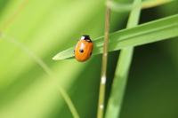 Adalia bipunctata