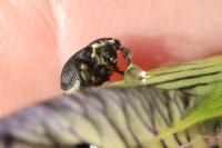 Mononychus punctumalbum