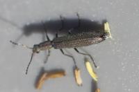 Dolichosoma lineare