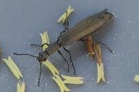 Dolichosoma lineare