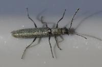 Dolichosoma lineare