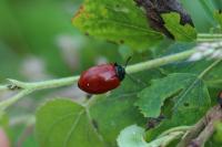 Chrysomela populi