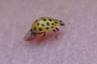 Psyllobora vigintiduopunctata