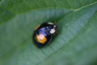 Harmonia axyridis