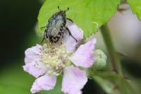 Oxythyrea funesta