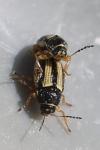 Cryptocephalus bilineatus