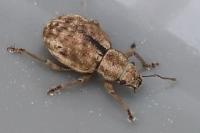 Strophosoma melanogrammum