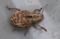 Strophosoma melanogrammum