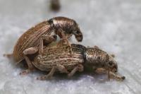 Polydrusus marginatus