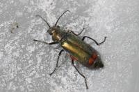 Malachius bipustulatus