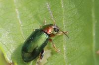 Crepidodera aurata