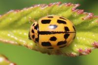 Propylea quatuordecimpunctata