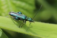 Oedemera nobilis