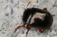 Chrysolina bankii