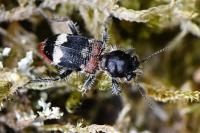 Clerus mutillarius