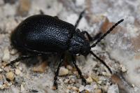 Galeruca tanaceti