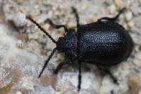 Galeruca tanaceti
