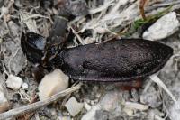 Carabus nemoralis
