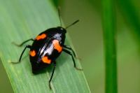 Scaphidium quadrimaculatum