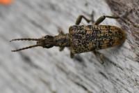 Rhagium sycophanta