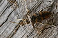 Rhagium sycophanta