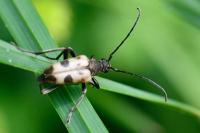 Pachytodes cerambyciformis