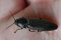 Melanotus villosus