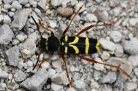 Clytus arietis
