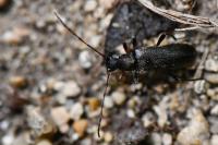 Grammoptera ruficornis