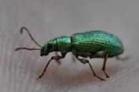 Phyllobius argentatus