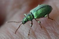 Phyllobius argentatus