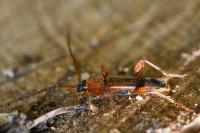 Phymatodes testaceus