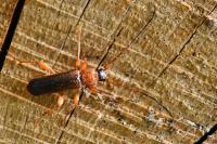 Phymatodes testaceus