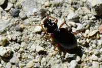 Leistus rufomarginatus