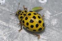 Psyllobora vigintiduopunctata