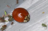 Harmonia axyridis