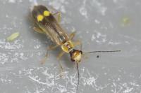 Malthinus seriepunctatus