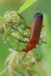 Rhagonycha fulva