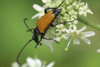 Stictoleptura fulva