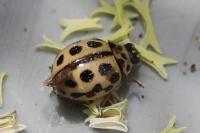 Tytthaspis sedecimpunctata