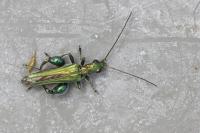 Oedemera nobilis
