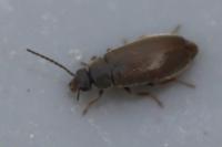 Scraptia dubia